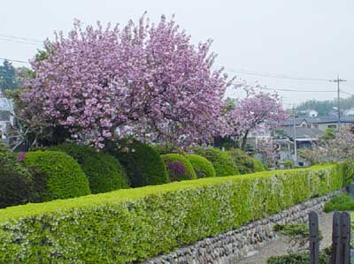 八重桜