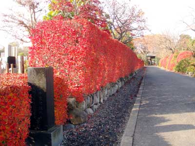 紅葉