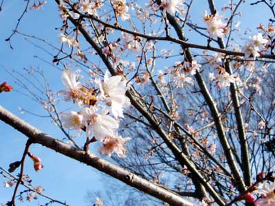 冬桜